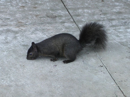 02-squirrel