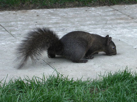 03-squirrel