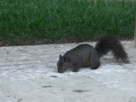 05-squirrel