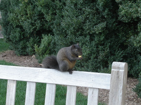 06-squirrel