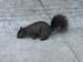 02-squirrel