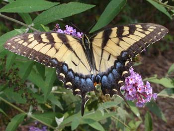 Butterfly-01