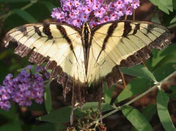 Butterfly-03