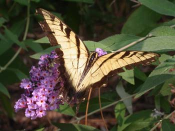 Butterfly-04