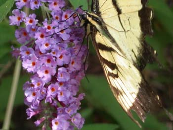 Butterfly-06