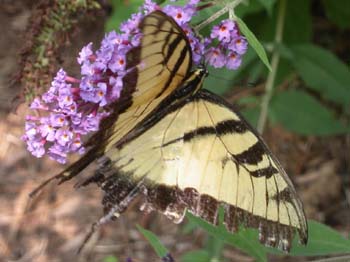 Butterfly-10