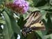 Butterfly-02