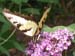 Butterfly-05
