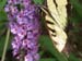 Butterfly-06