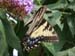 Butterfly-07