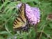 Butterfly-09