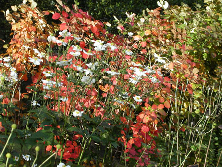 12-autumnblossom