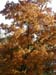 14-autumn