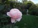 22-pinkprodigalson