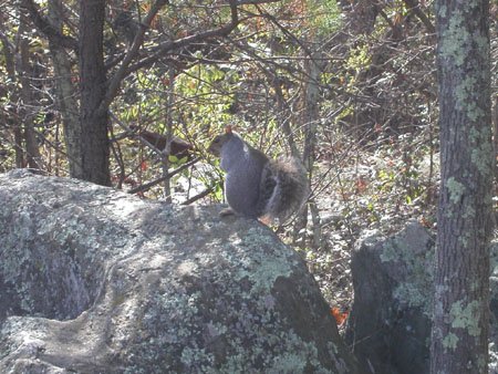 06-squirrel