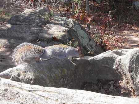 07-squirrel