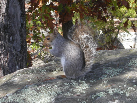 09-squirrel