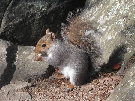10-squirrel