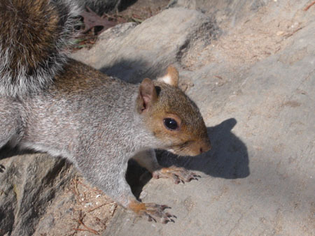 11-squirrel