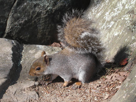 12-squirrel