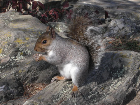 14-squirrel