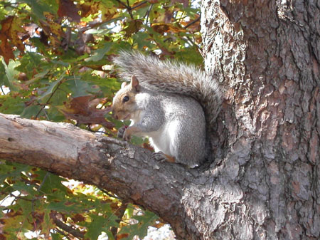 18-squirrel