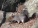 12-squirrel