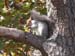 17-squirrel