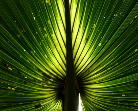kewfoliage1