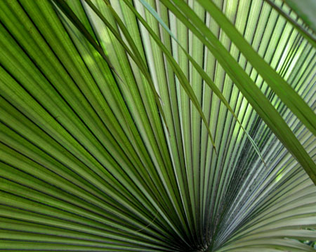 kewfoliage2