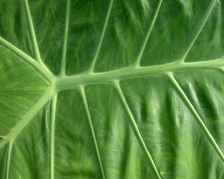 kewfoliage3
