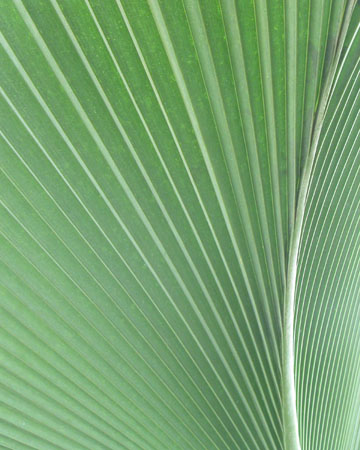 kewfoliage4