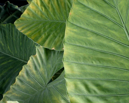 kewfoliage5