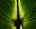kewfoliage1