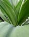 kewfoliage6