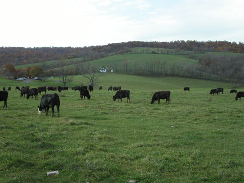 06-skymeadows