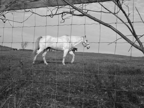 01-horses