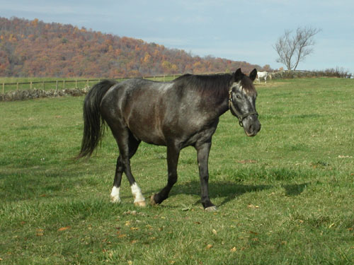 02-horses