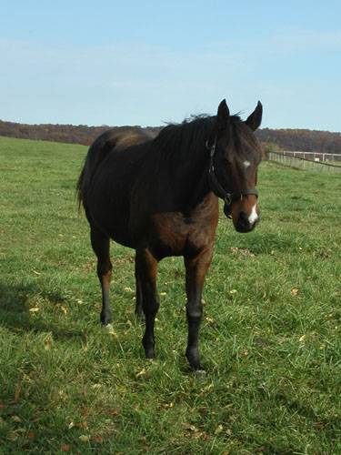 05-horses