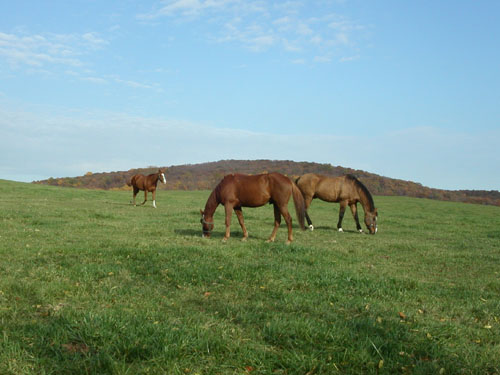 06-horses