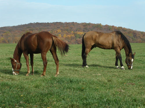 08-horses