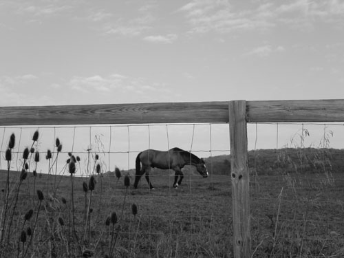 10-horses
