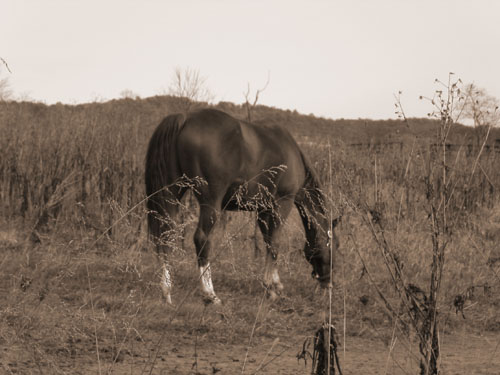 11-horses