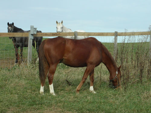 12-horses