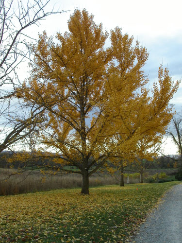 01-arboretum