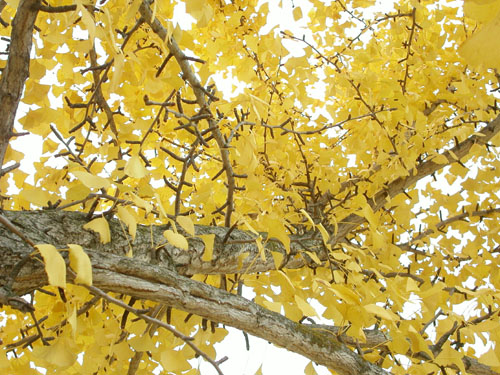05-arboretum