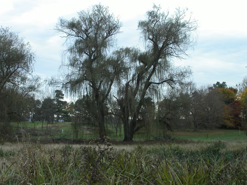 11-arboretum