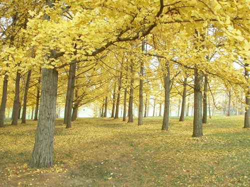 21-arboretum