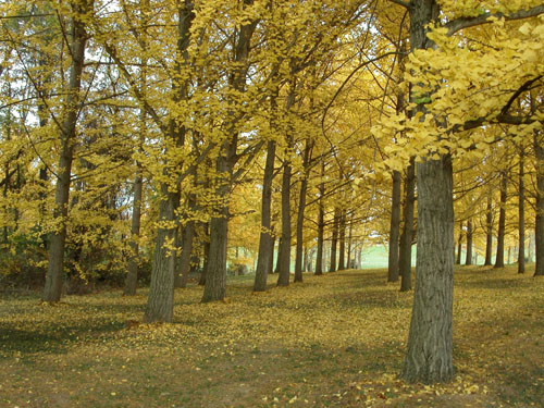24-arboretum