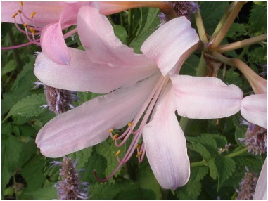 The Washington National Cathedral